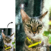 Diseño en archivo de un retrato de tu mascota estilo "pintura de pincel seco" en alta resolución
